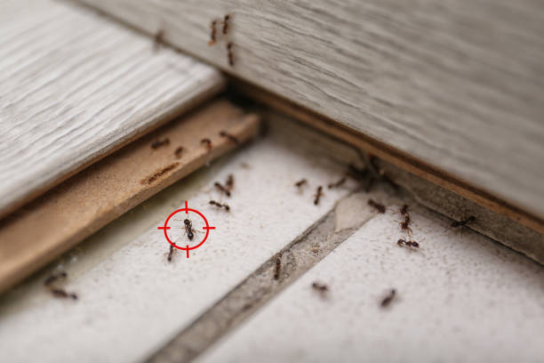 Best Pest Removal Services  in St James, NY