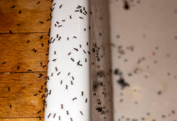 Best Residential Pest Control  in St James, NY