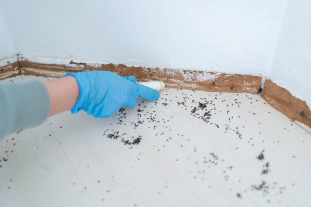 Best Rat Extermination Near Me  in St James, NY